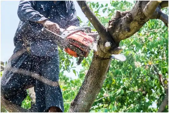 tree services K-Bar Ranch